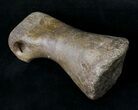 Long T-Rex or Nanotyrannus Toe Bone - Montana #19170-5